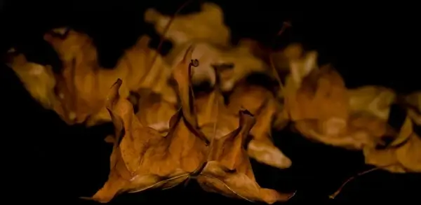 leaves