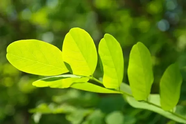leaves green leaf veins