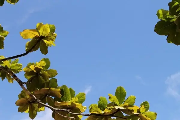 leaves on branch in clear blue sky