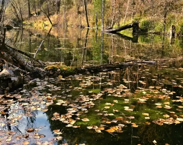 leaves on water