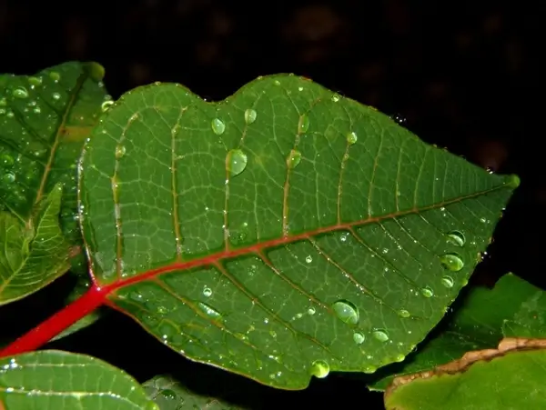 leaves plant green