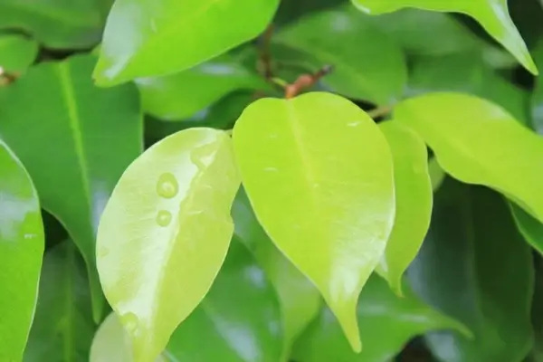 leaves with raindrops
