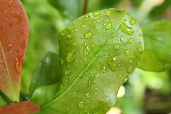 leaves with raindrops