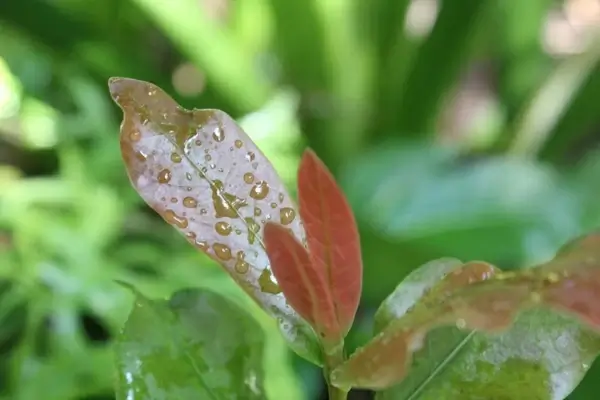 leaves with raindrops