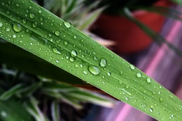 leaves with raindrops