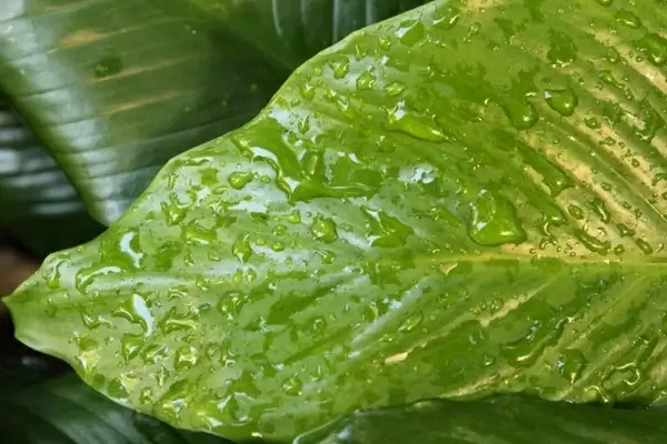 leaves with raindrops background