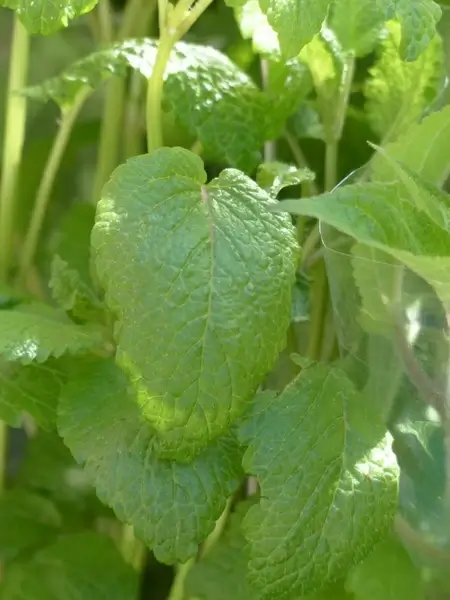 lemon balm balm kitchen herb