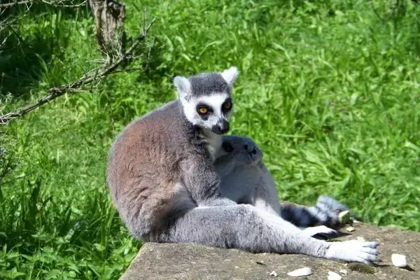 lemur animal wild life