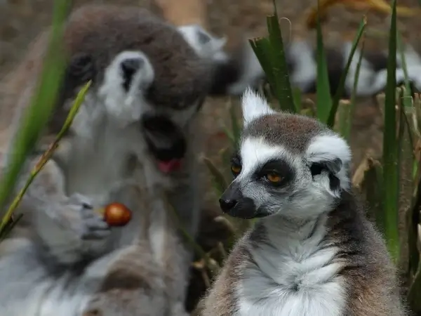 lemurs lemur lemur catta
