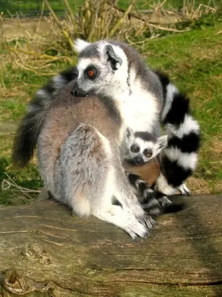 lemurs ring-tailed animals