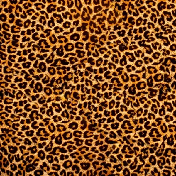 Leopard Photos in .jpg format free and easy download unlimit id:198442