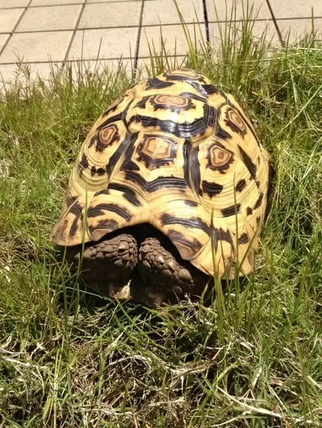 leopard tortoise