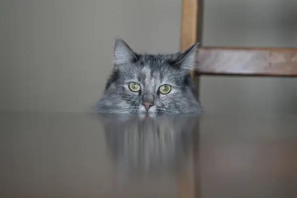lets try the new lens again and since the cat likes getting in the shots lets try some cat pictures hahahha not so easy