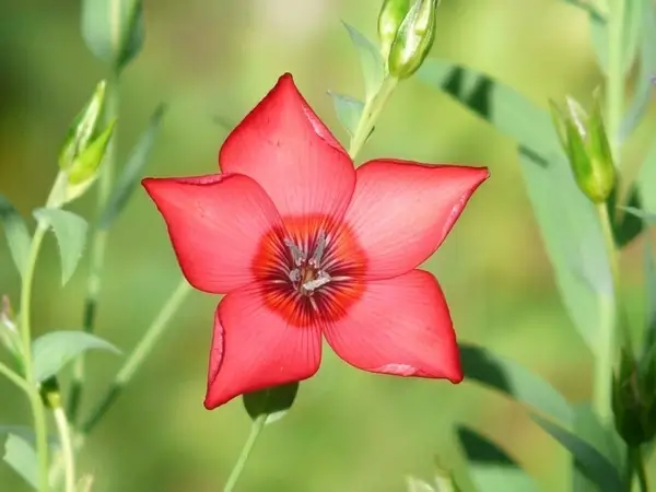 light red red lein flower
