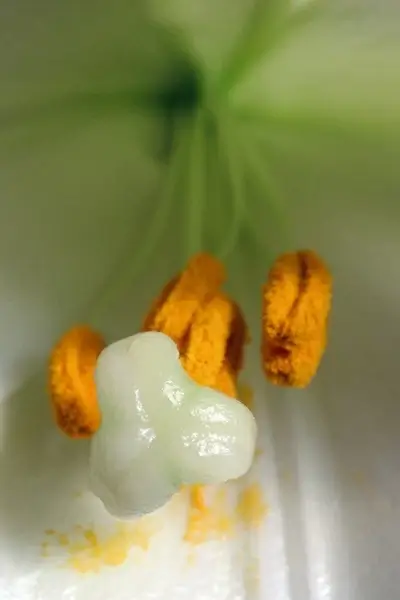 lilly