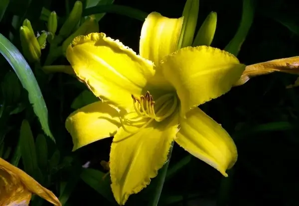 lily