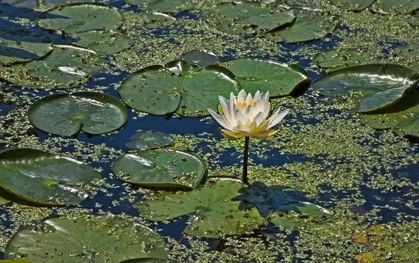 lily