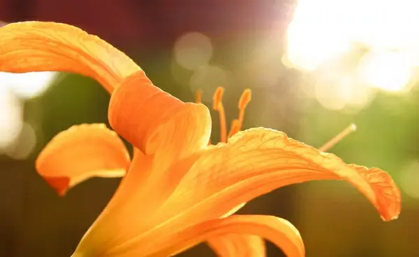 lily 