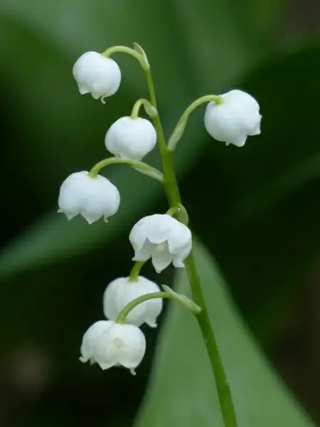 lily of the valley flower white