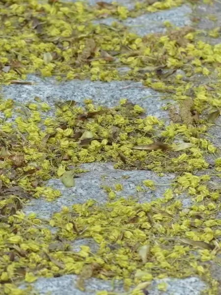 lime blossom pollen bee pollen