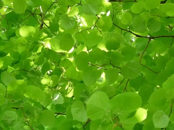 linde lipovina foliage