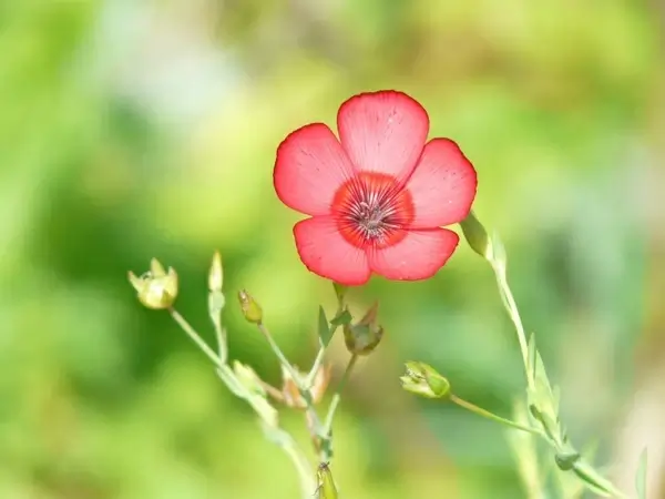 linum grandiflorum red lein flower