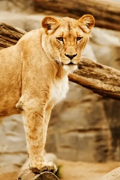 lion039s look
