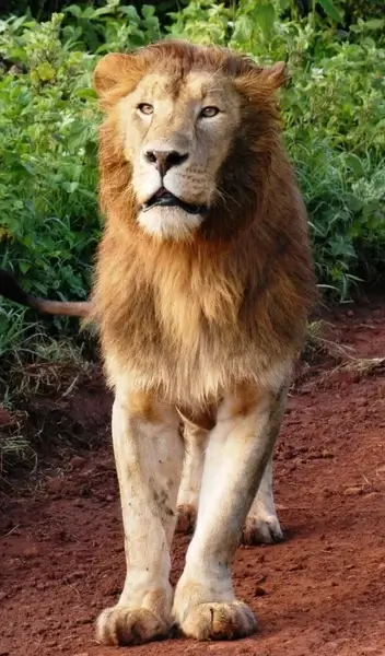 lion big cat cat of prey