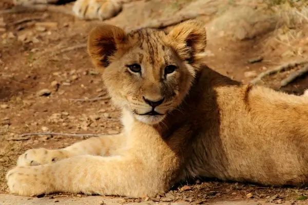 lion cub portrait