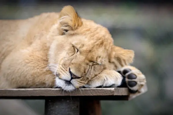 lion cub sleepy