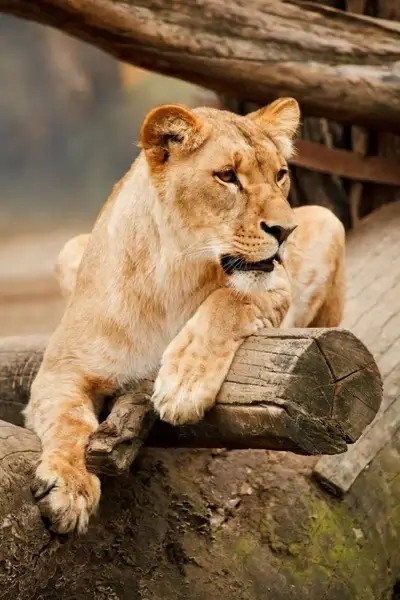 lioness