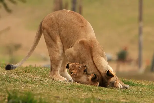 lions amp lion cubs