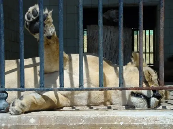 lions sleepy lion zo