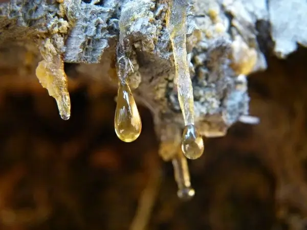 liquid pitch tree gum tree wax