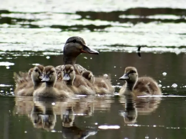 little ducklings and mommy