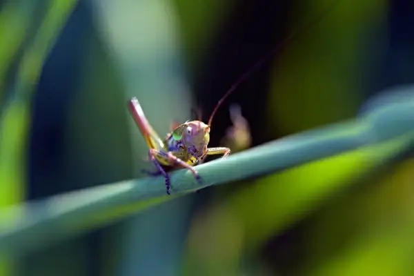 little grasshopper