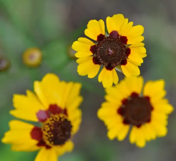 little wildflowers