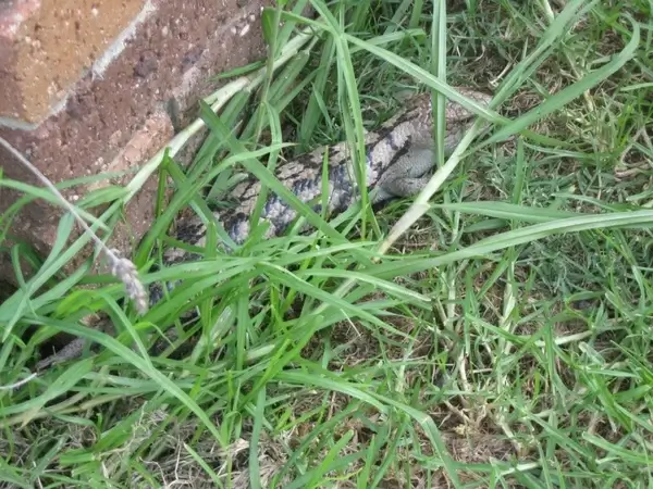 lizard