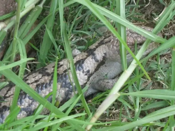 lizard