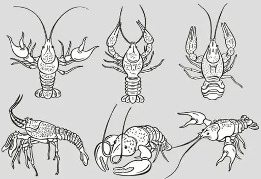 lobster icons black white handdrawn sketch