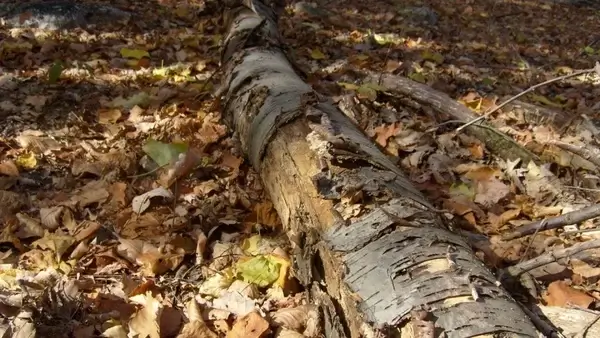 log