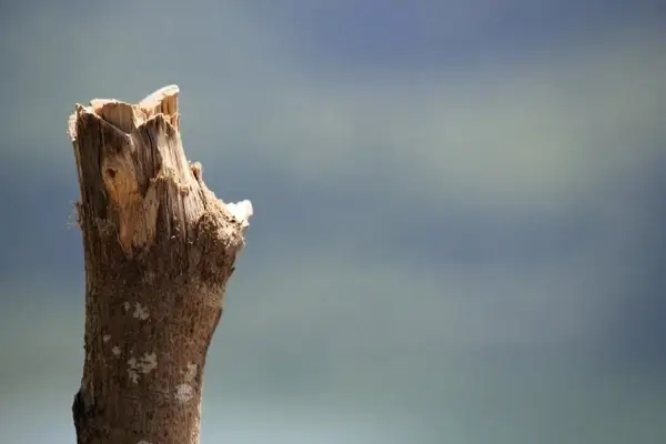 log