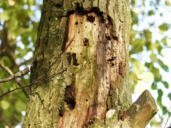 log morsch injury