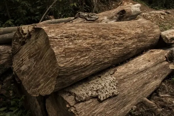 log wood farm