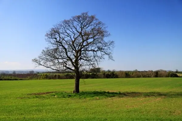 lonely tree