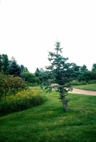 lonely tree