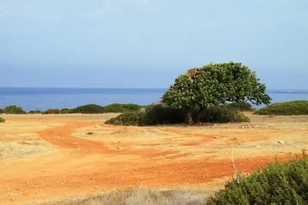 lonely tree on shore