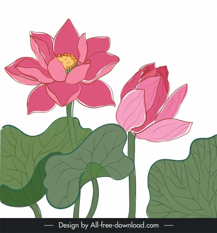 lotus painting colored elegant classic handdrawn design 