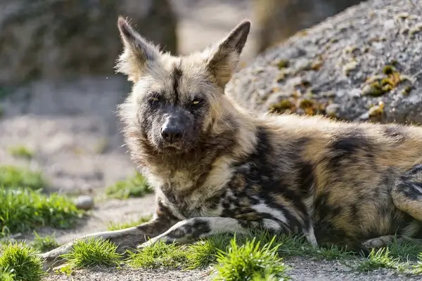 lounging wild dog
