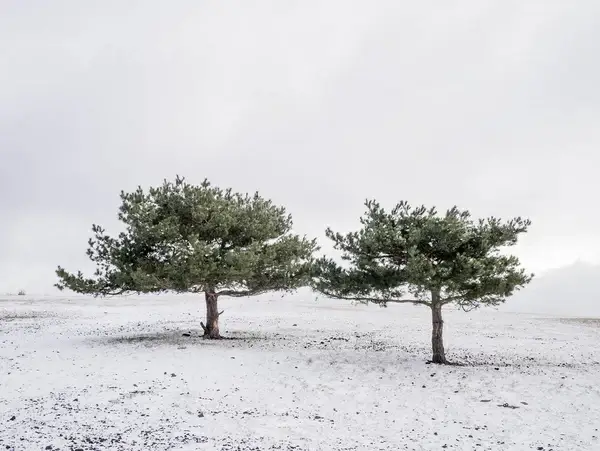 lovely lonely trees